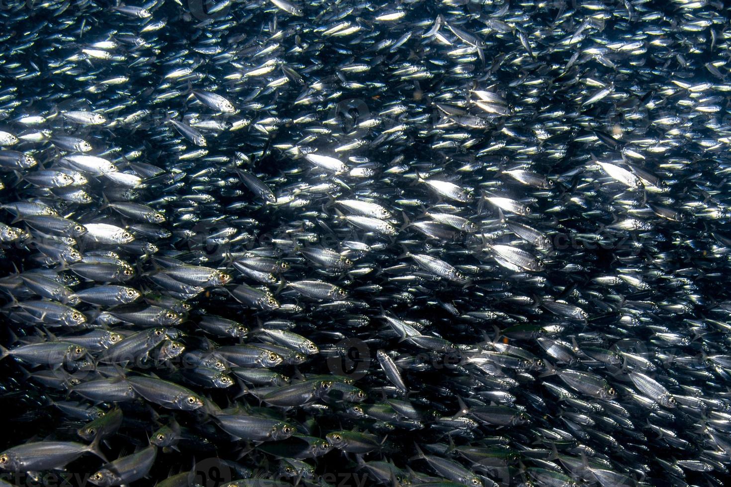cardumen de sardinas bajo el agua foto