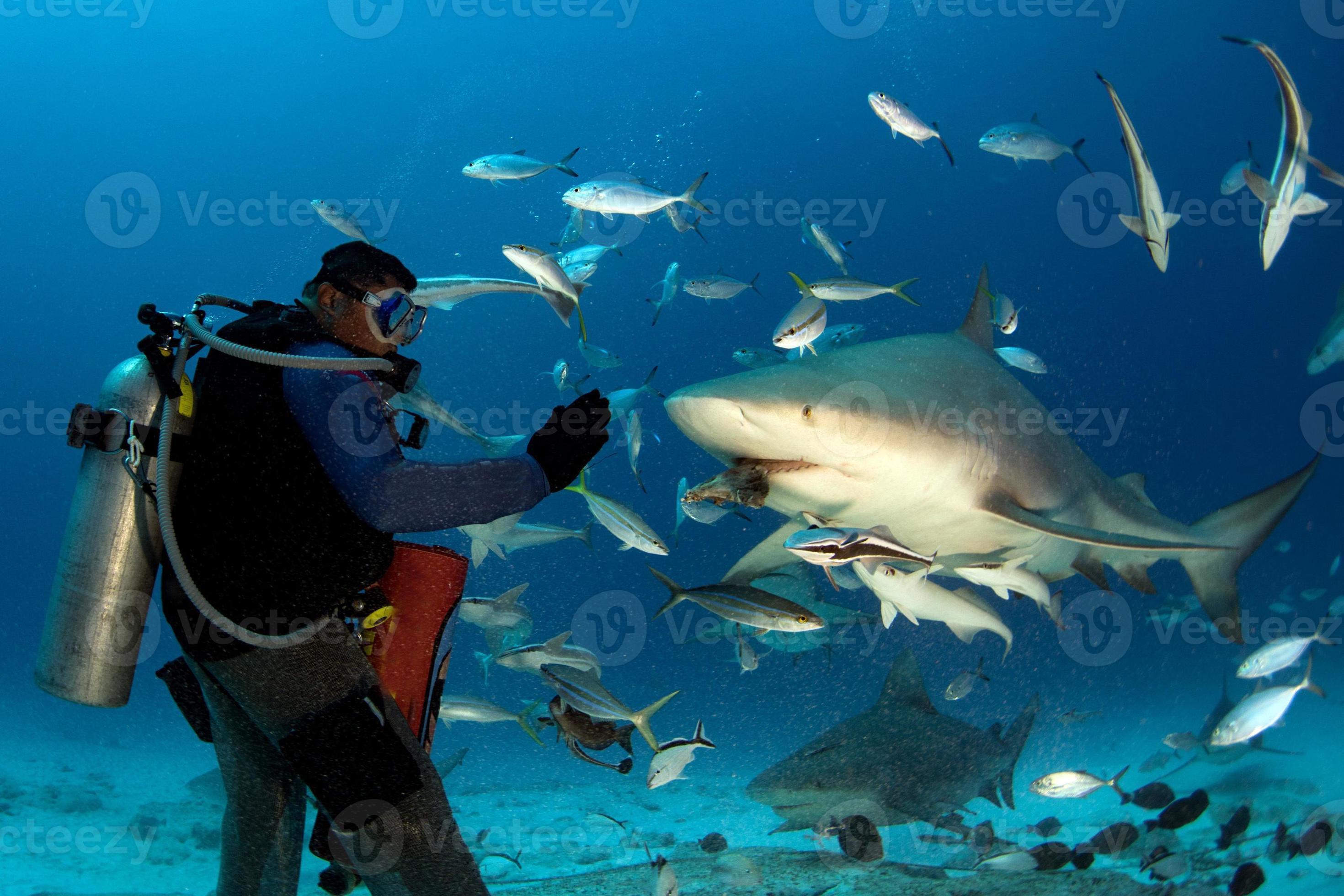 bull shark while shark feeding 17236101 Stock Photo at Vecteezy