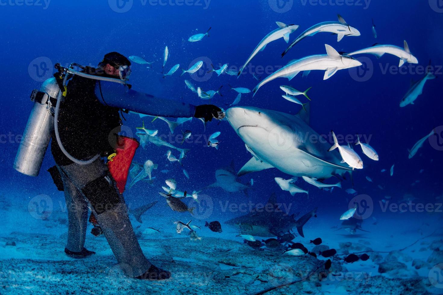 bull shark while ready to attack while feeding photo