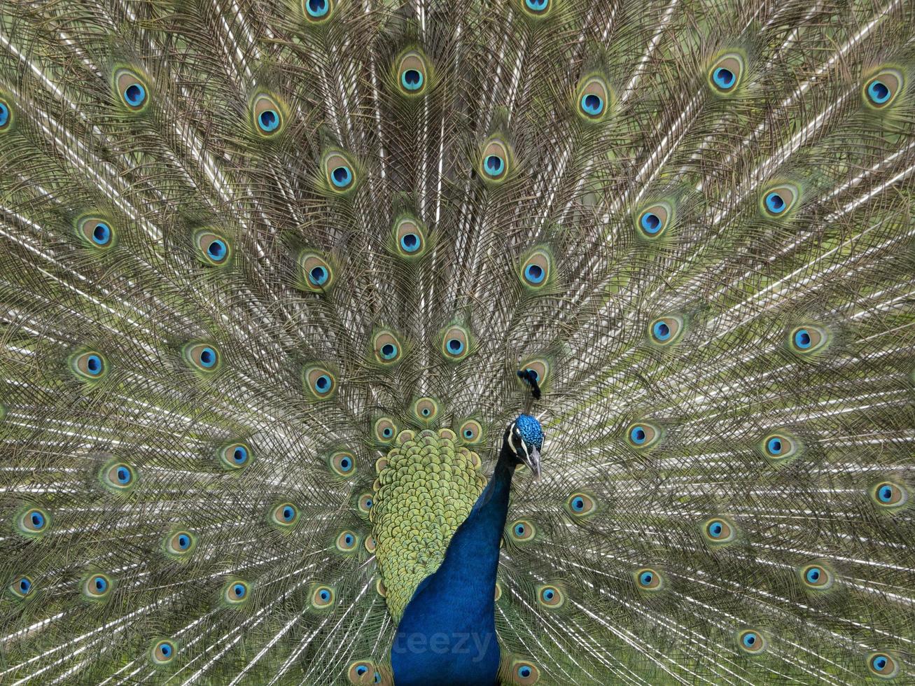 peacock feather detail close up photo