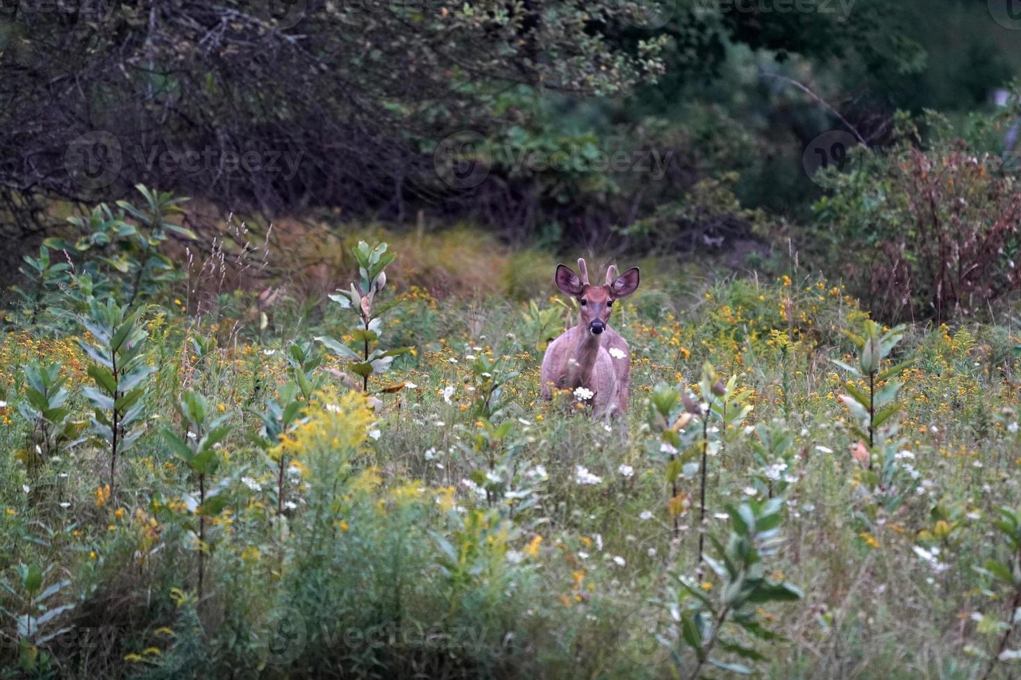 white tail deers near the houses in new york state county countryside photo