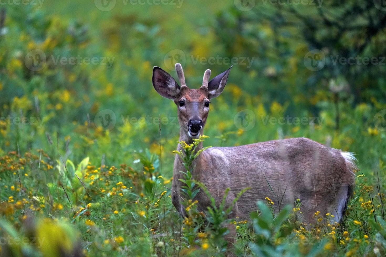 white tail deer portrait near the houses in new york state county countryside photo