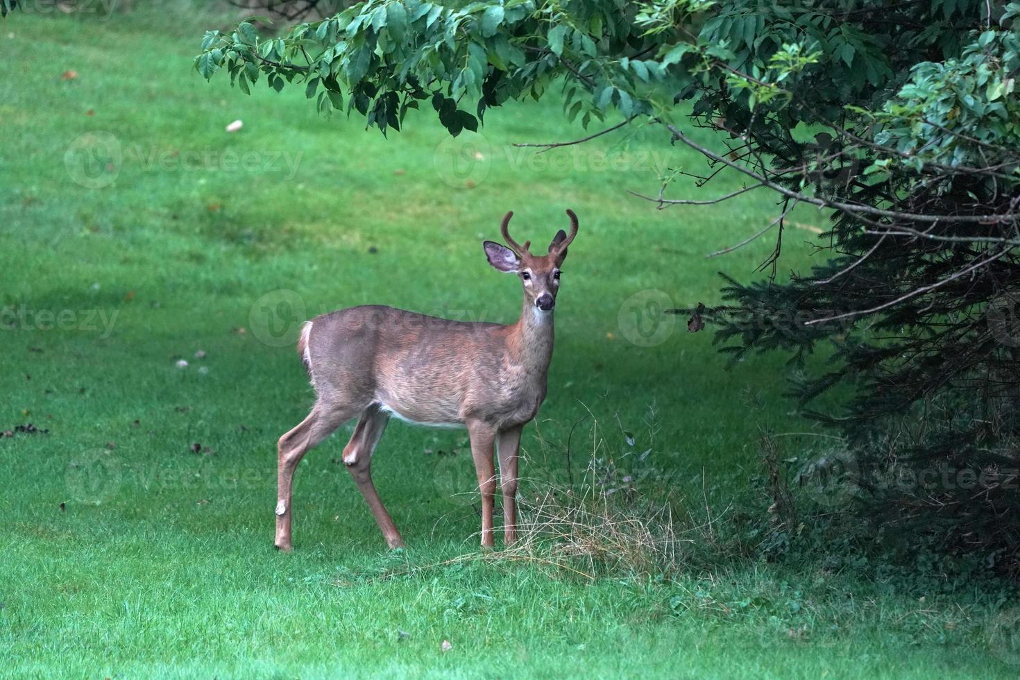 white tail deers near the houses in new york state county countryside photo