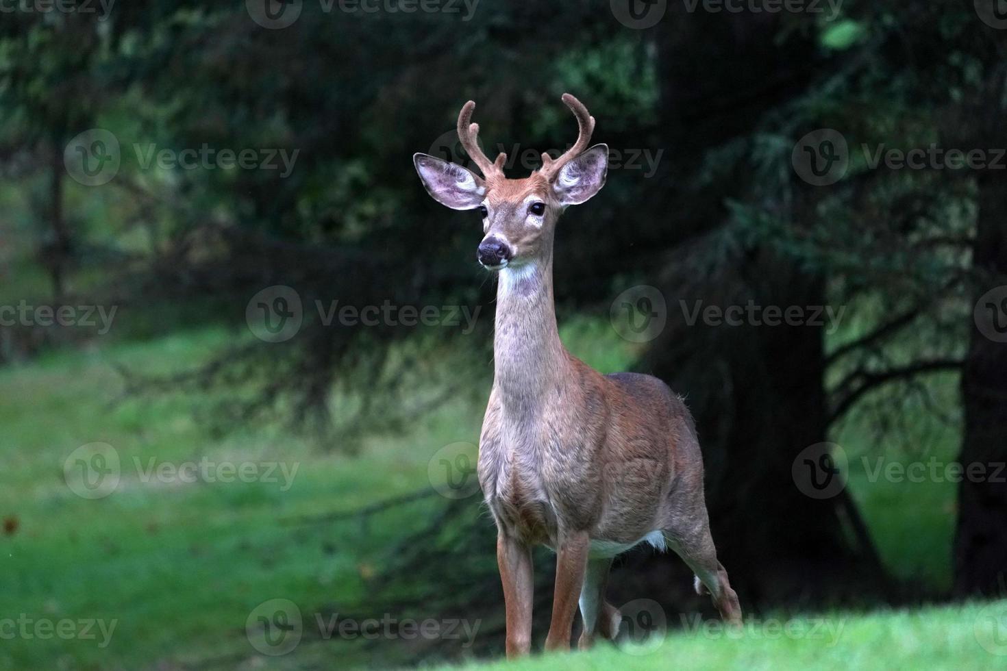 white tail deer portrait near the houses in new york state county countryside photo