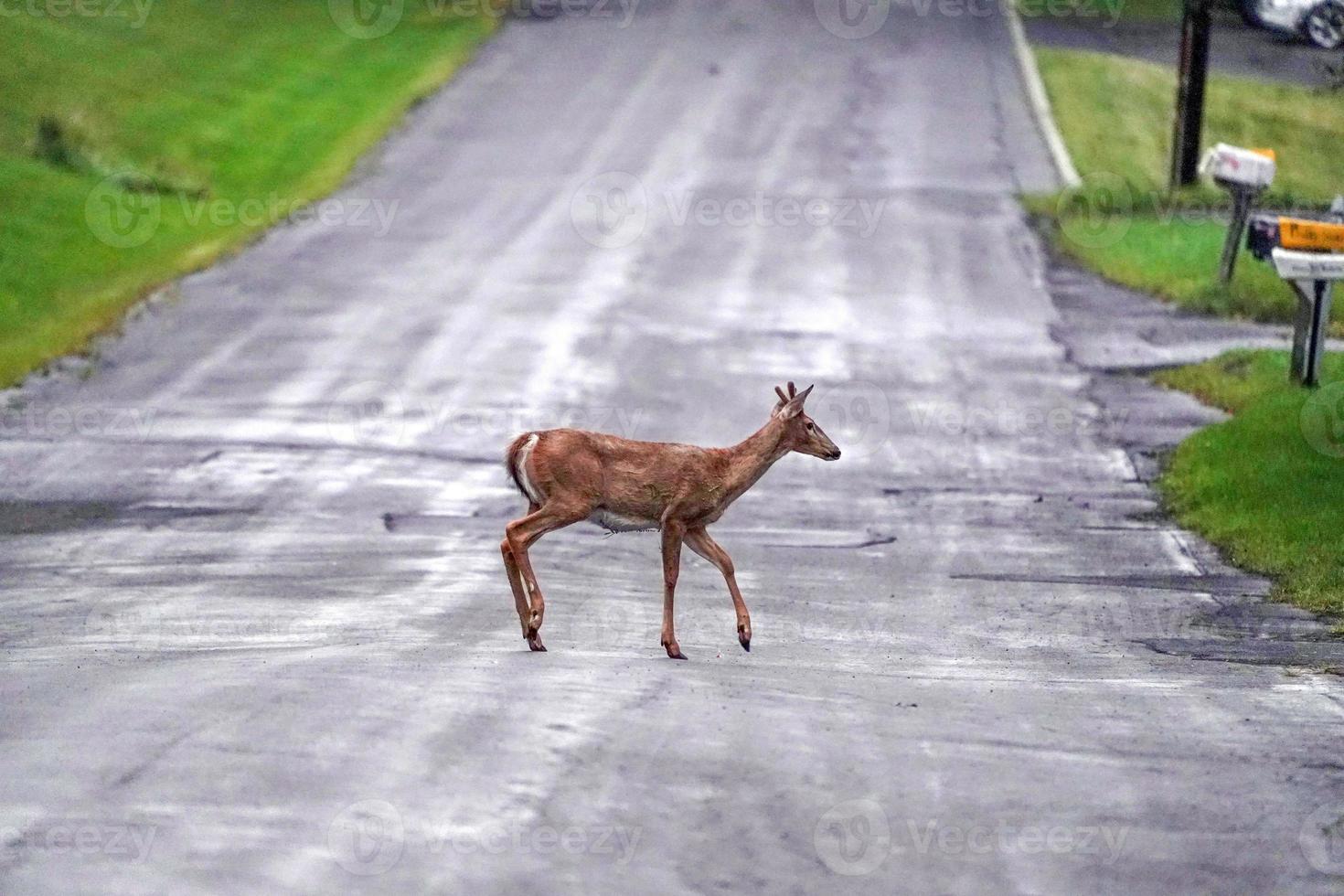 white tail deer on the road near the houses in new york state county countryside photo