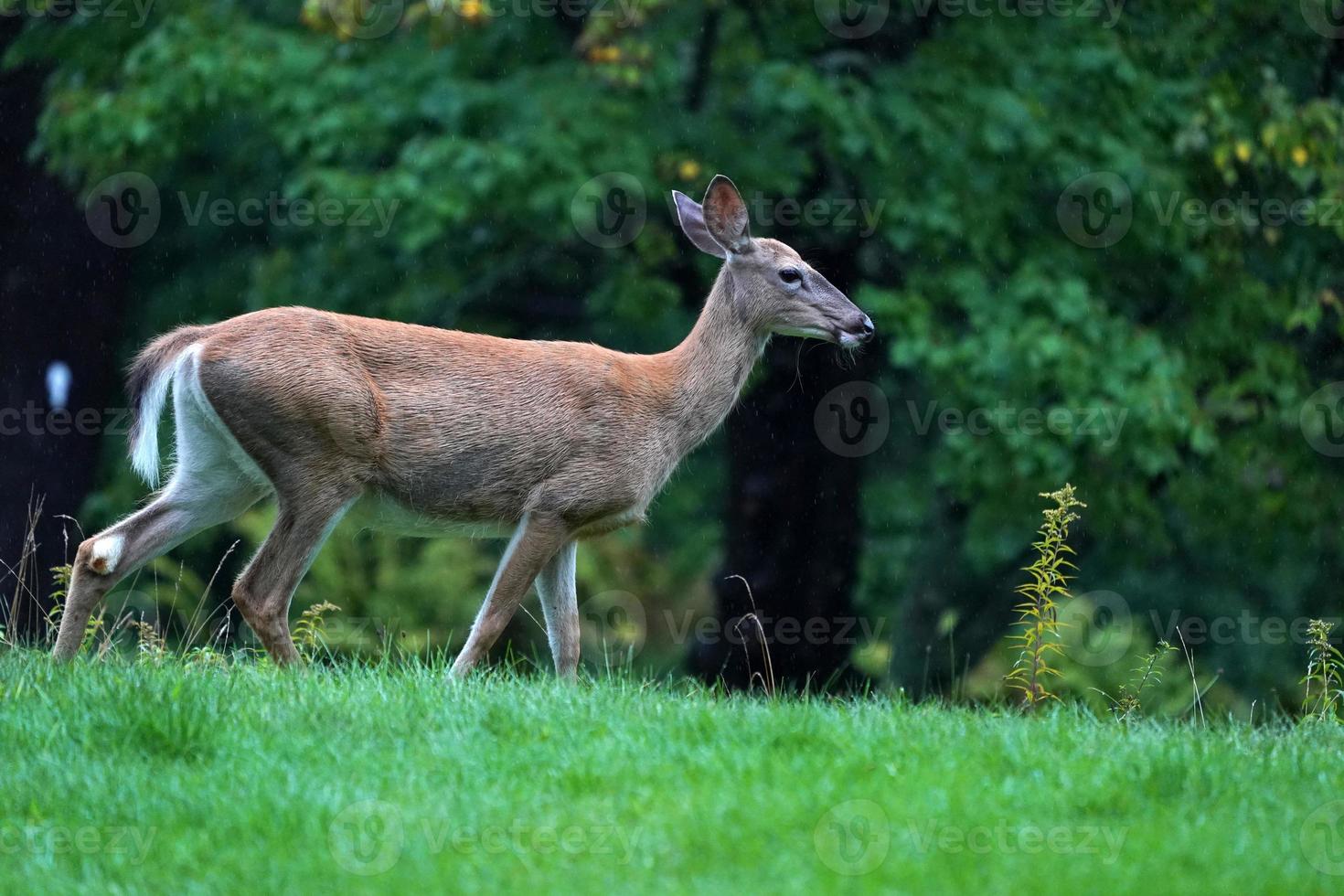 white tail deers under the rain near the houses in new york state county countryside photo