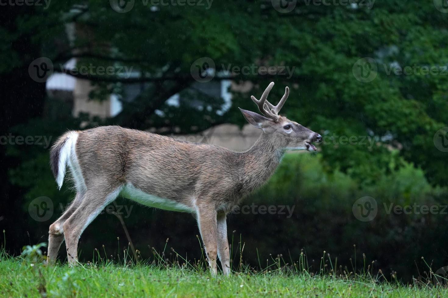 white tail deer portrait under the rain near the houses in new york state county countryside photo