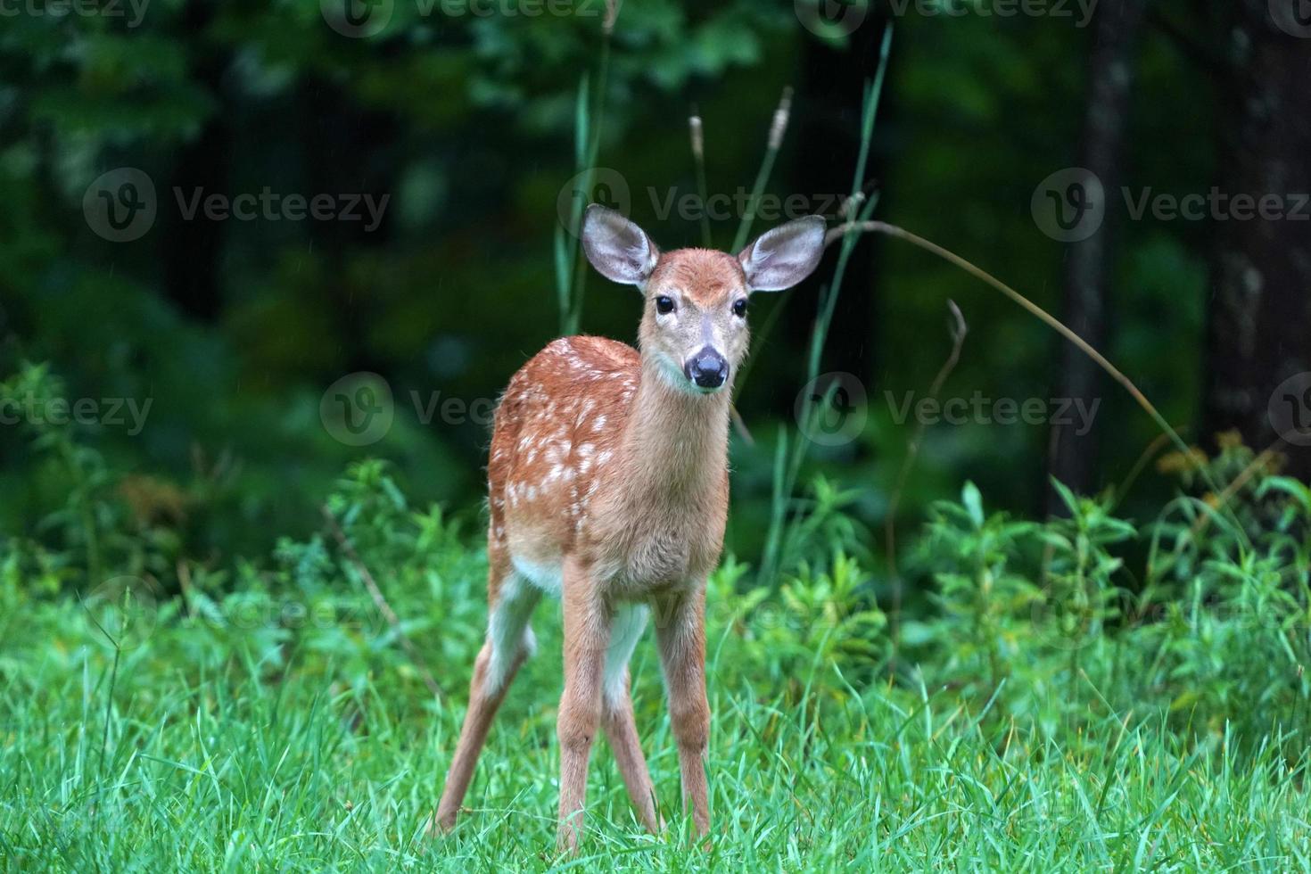 newborn baby white tail deer under the rain near the houses in new york state county countryside photo