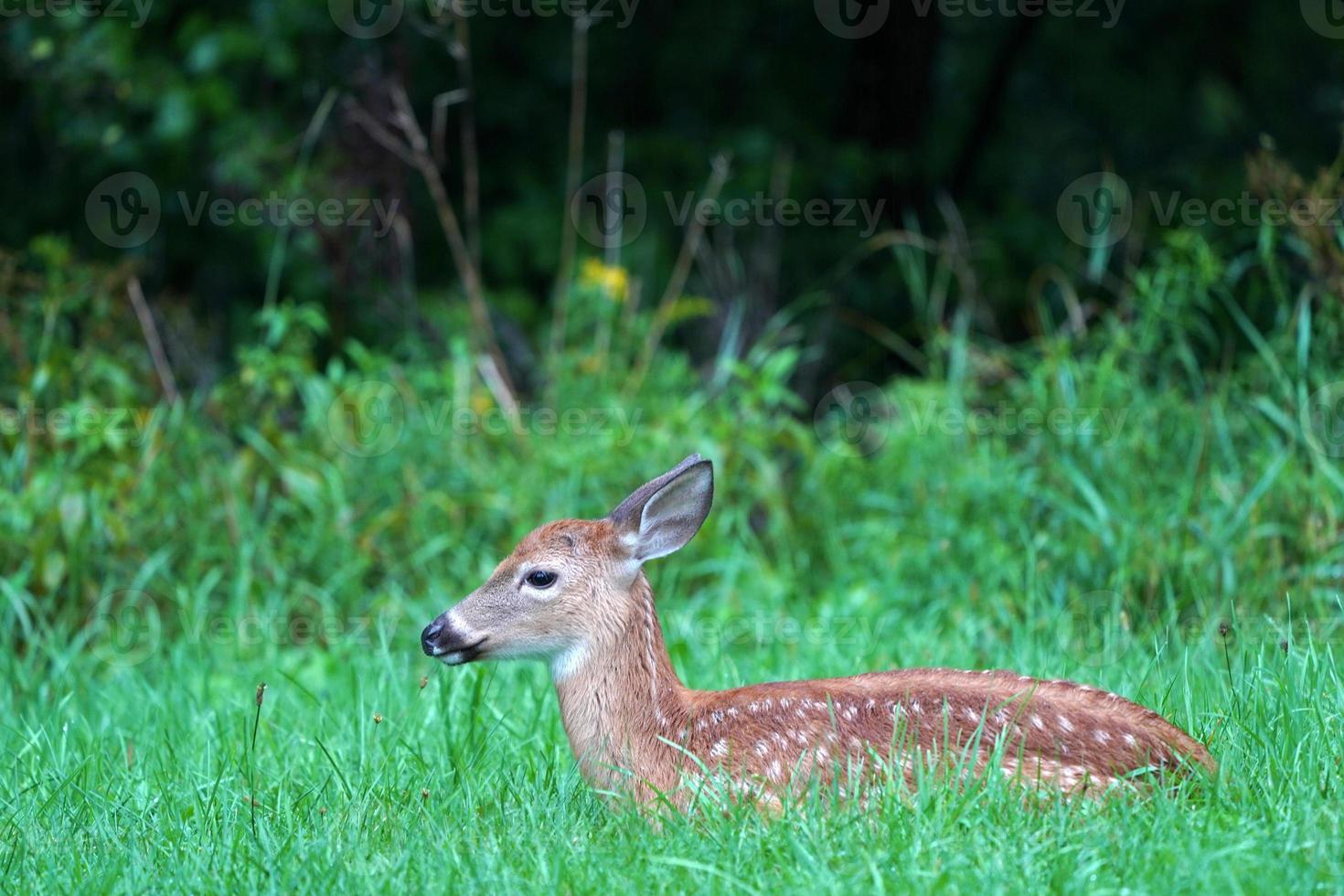 newborn baby white tail deer under the rain near the houses in new york state county countryside photo