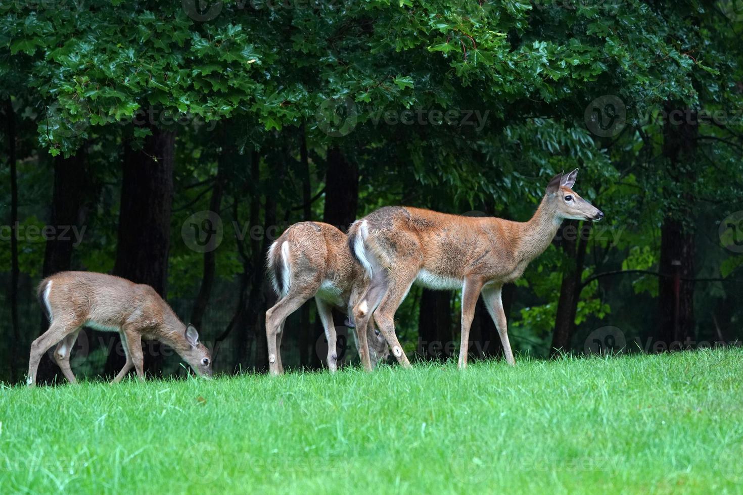 white tail deers near the houses in new york state county countryside photo