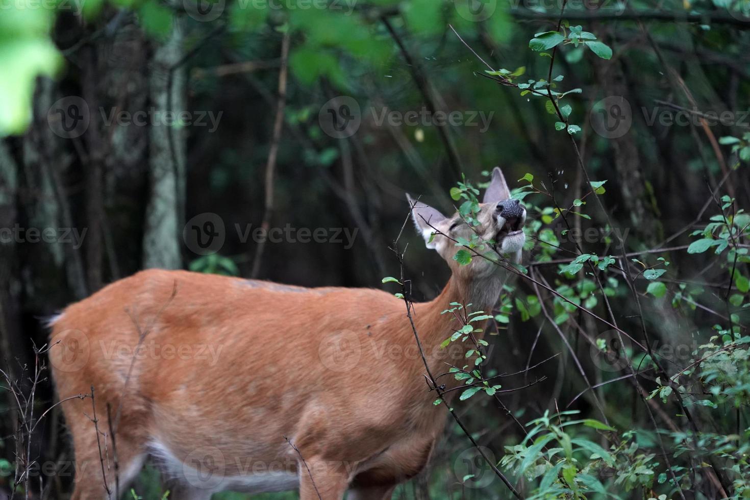 white tail deers near the houses in new york state county countryside photo