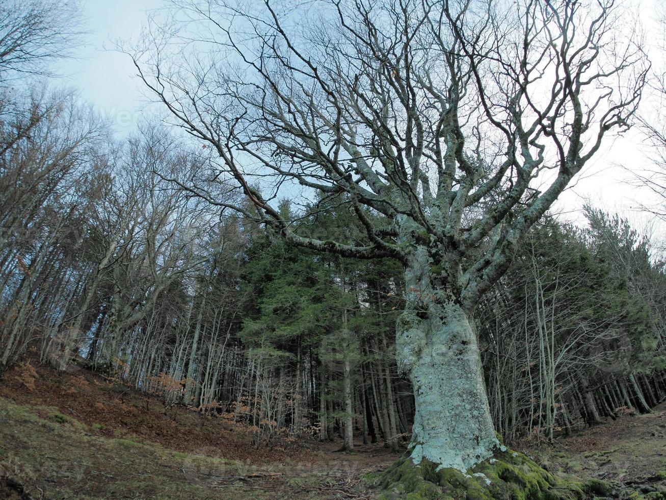 Beech forest with a very old tree in Calamone Ventasso Lake Italy photo