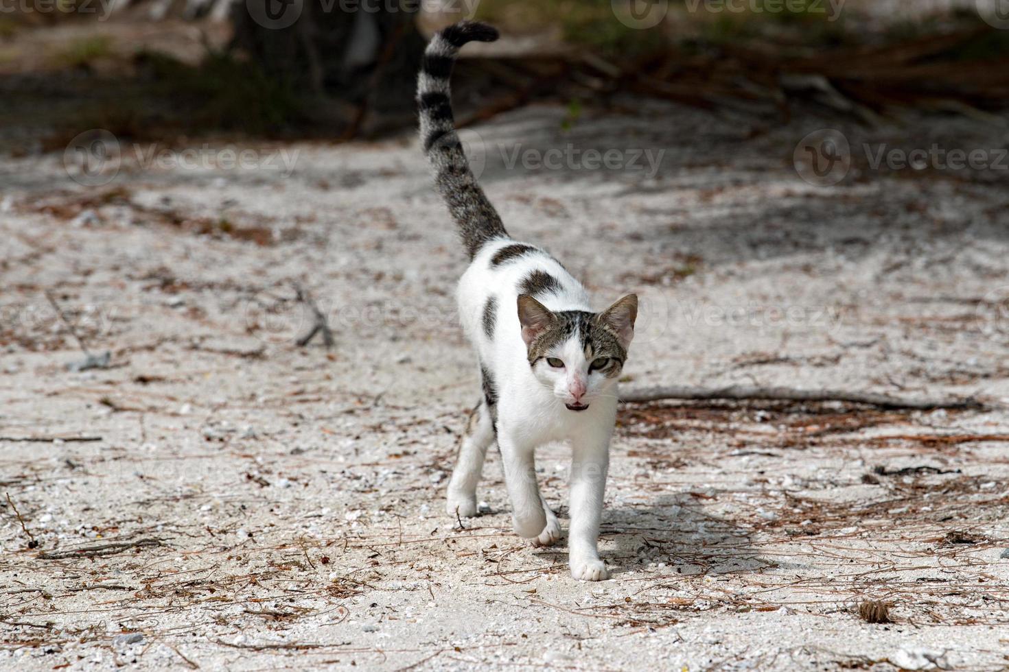 Cat on polynesian beach photo