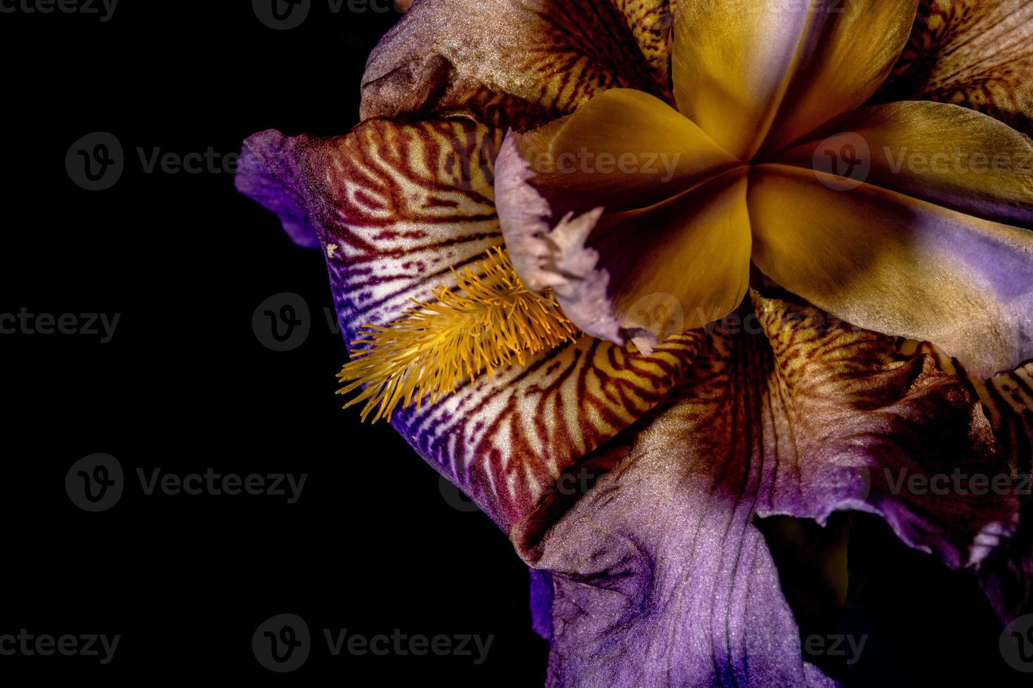 iris flower on black background photo