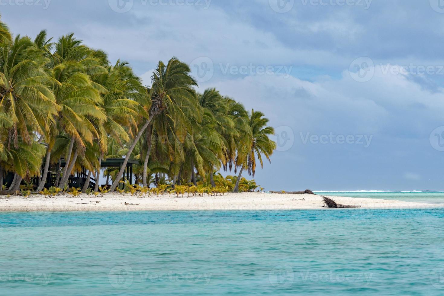 coconut tree on Polynesia beach Wonderful lagoon photo