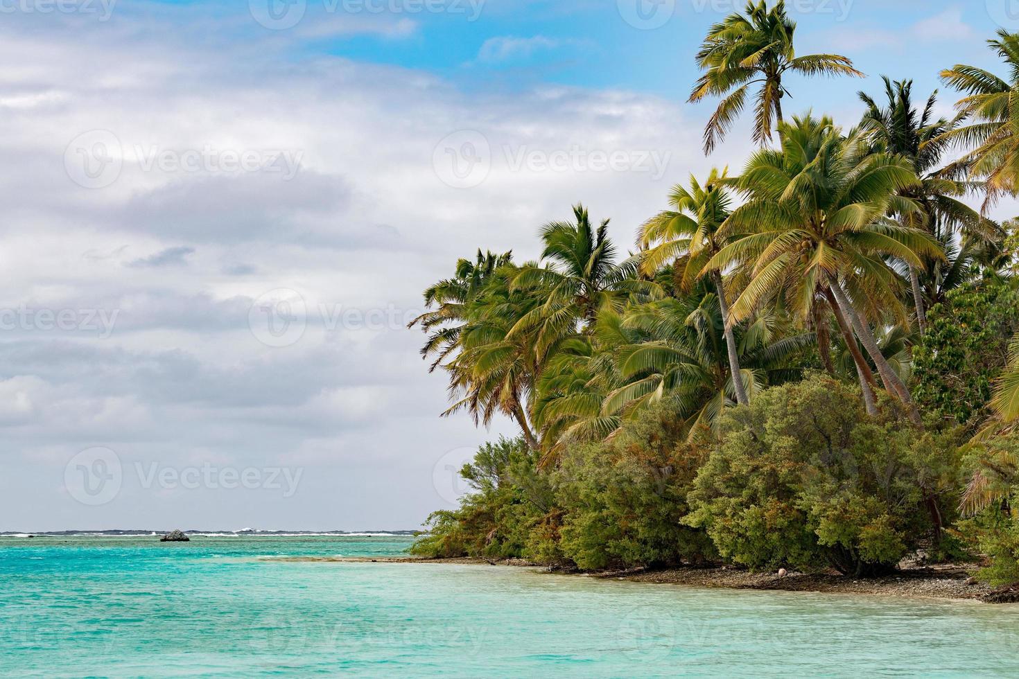 coconut tree on Polynesia beach Wonderful lagoon photo