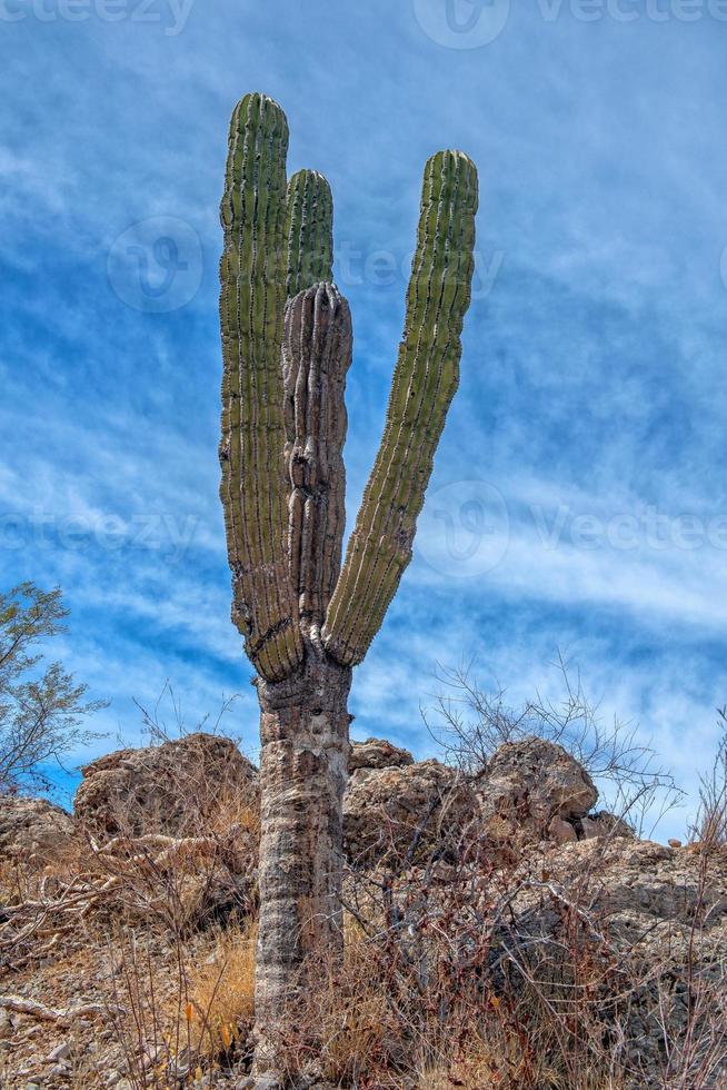 cactus gigante del desierto de california de cerca foto