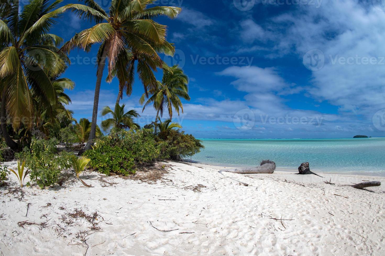 coconut tree on Polynesia beach Wonderful lagoon photo