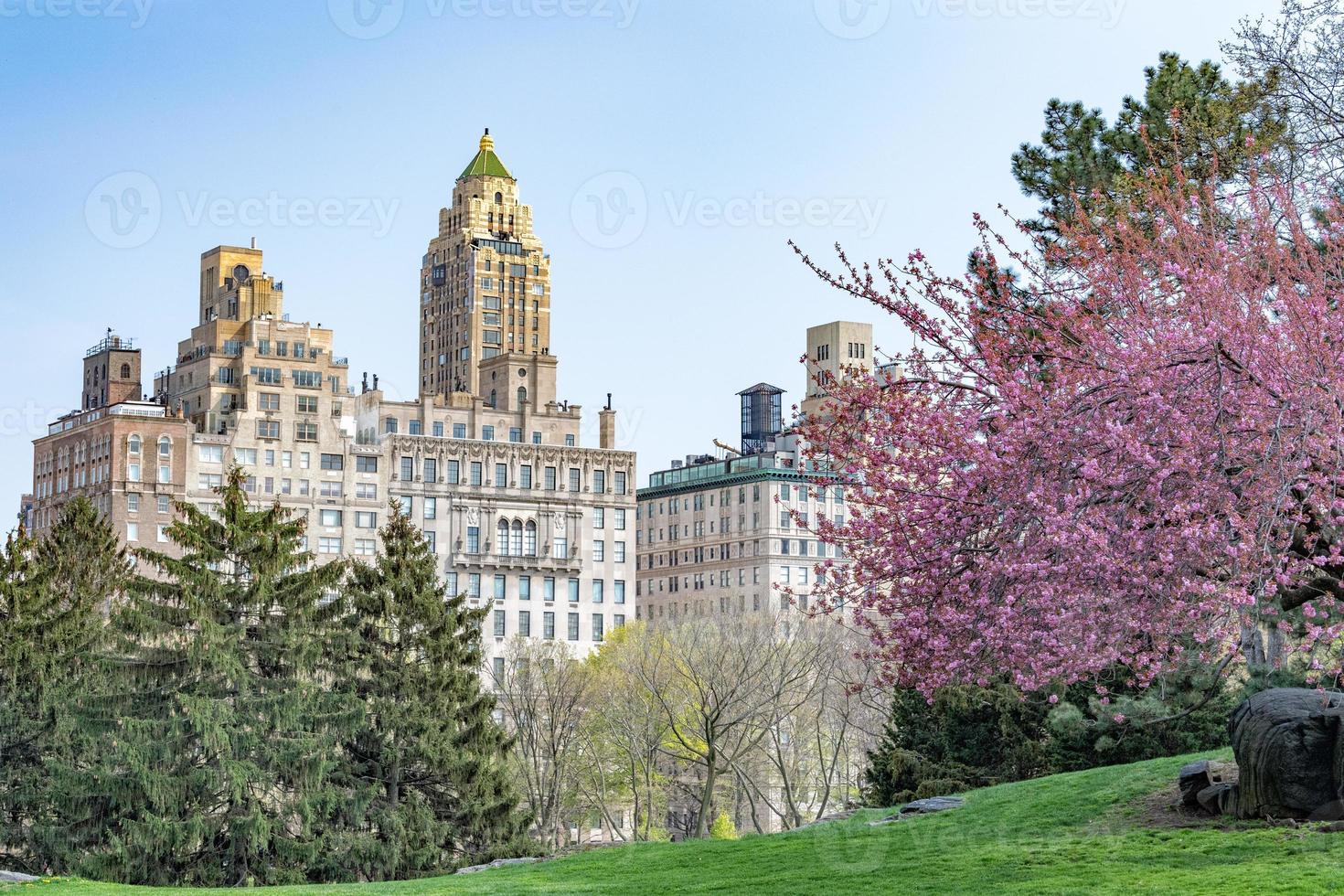 central park new york cherry blossom photo