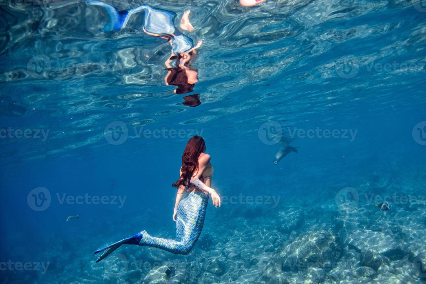 sirena nadando bajo el agua en el mar azul profundo con una foca foto