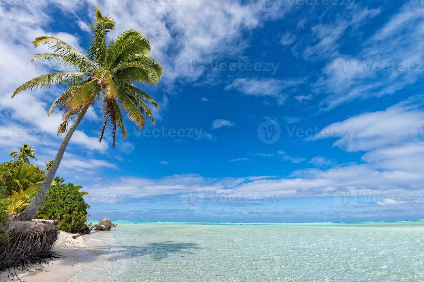 coconut tree on Polynesia beach Wonderful lagoon photo