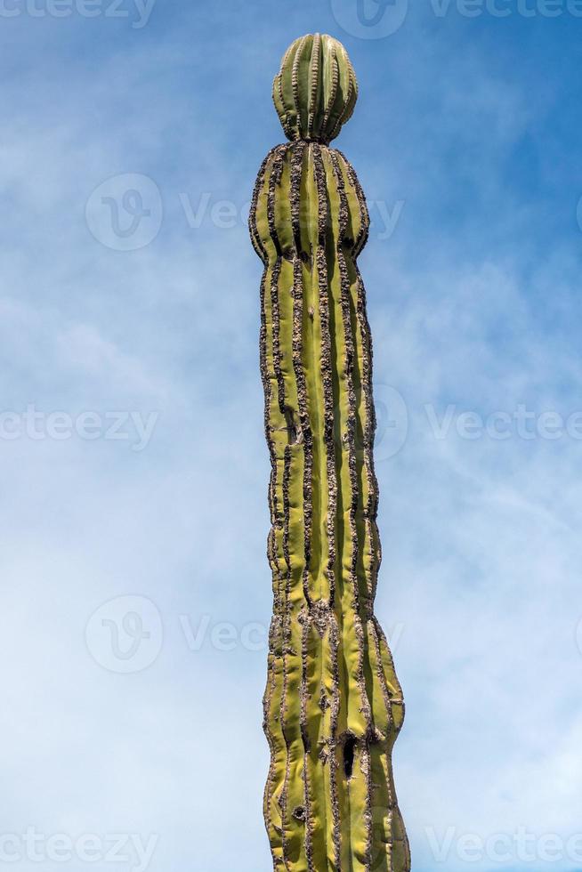 california giant desert cactus close up photo