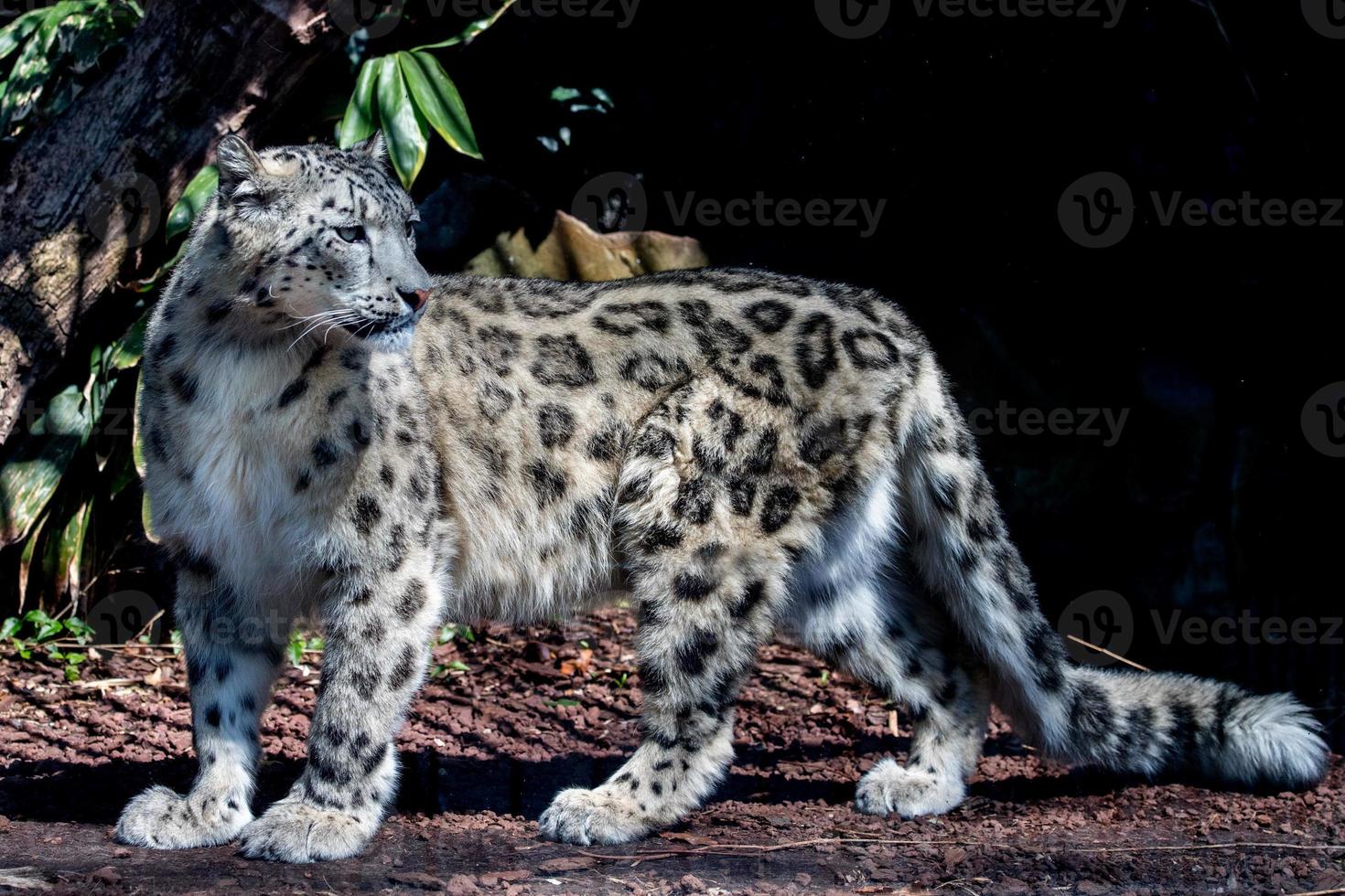 snow leopard close up portrait photo