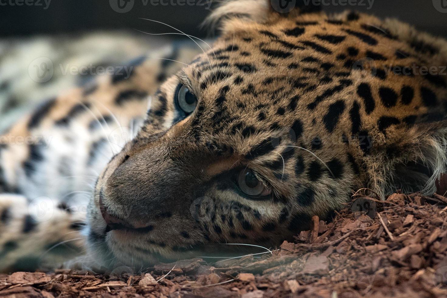 leopardo del norte de china de cerca foto