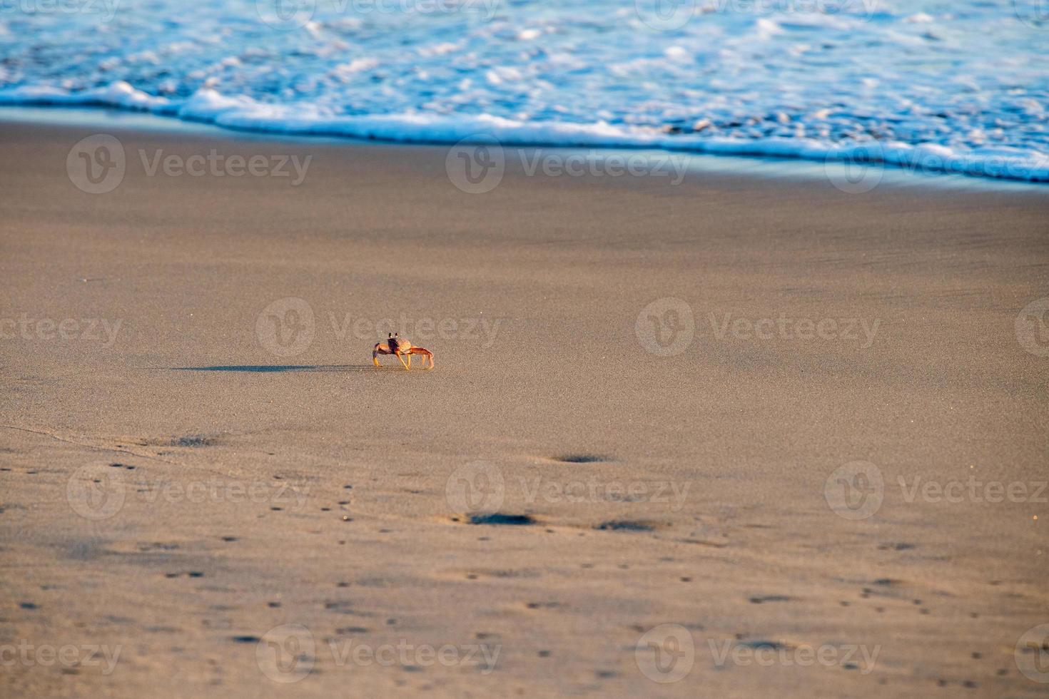 orange crab on pacific ocean sandy beach photo