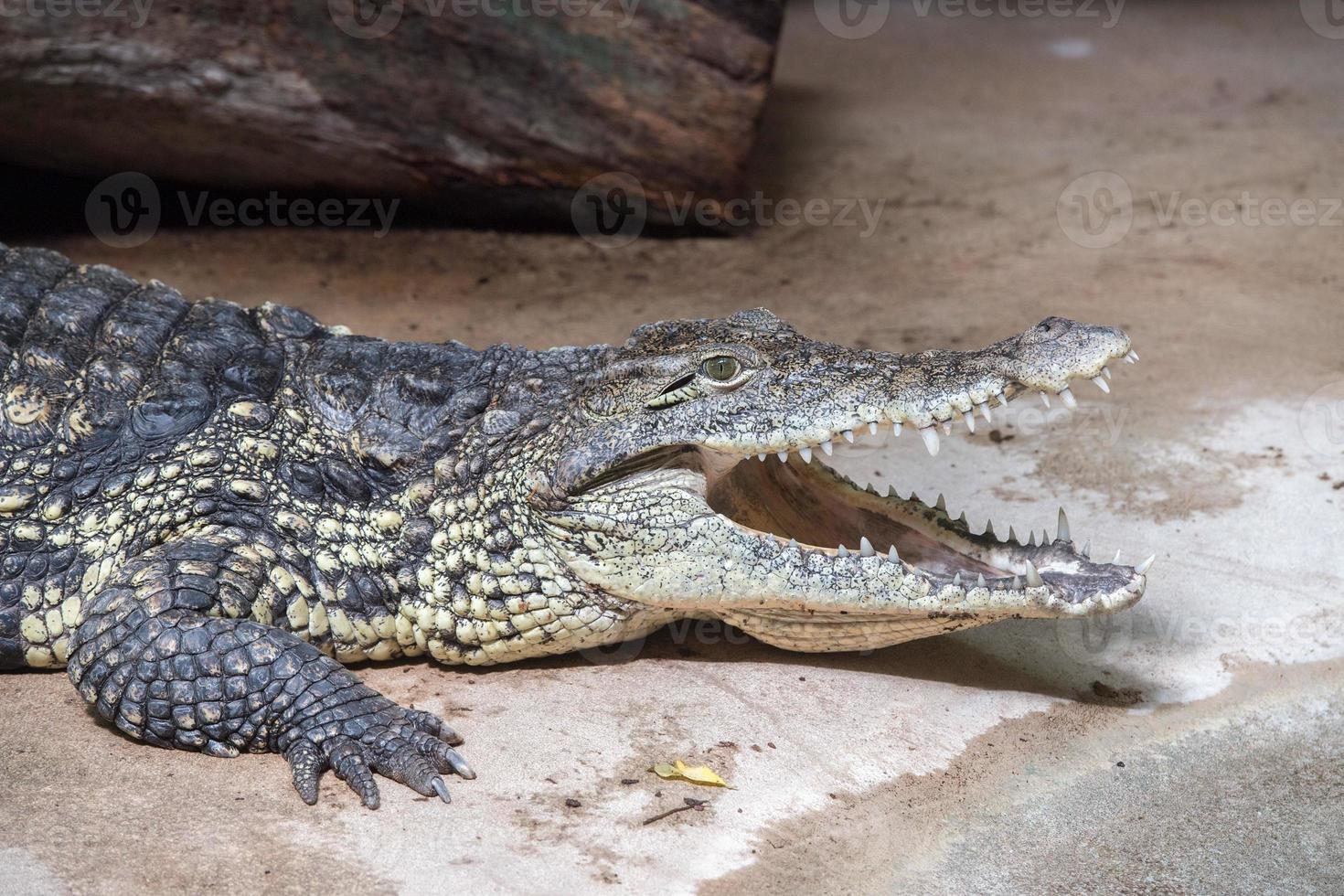 wide open crocodile mouth detail photo