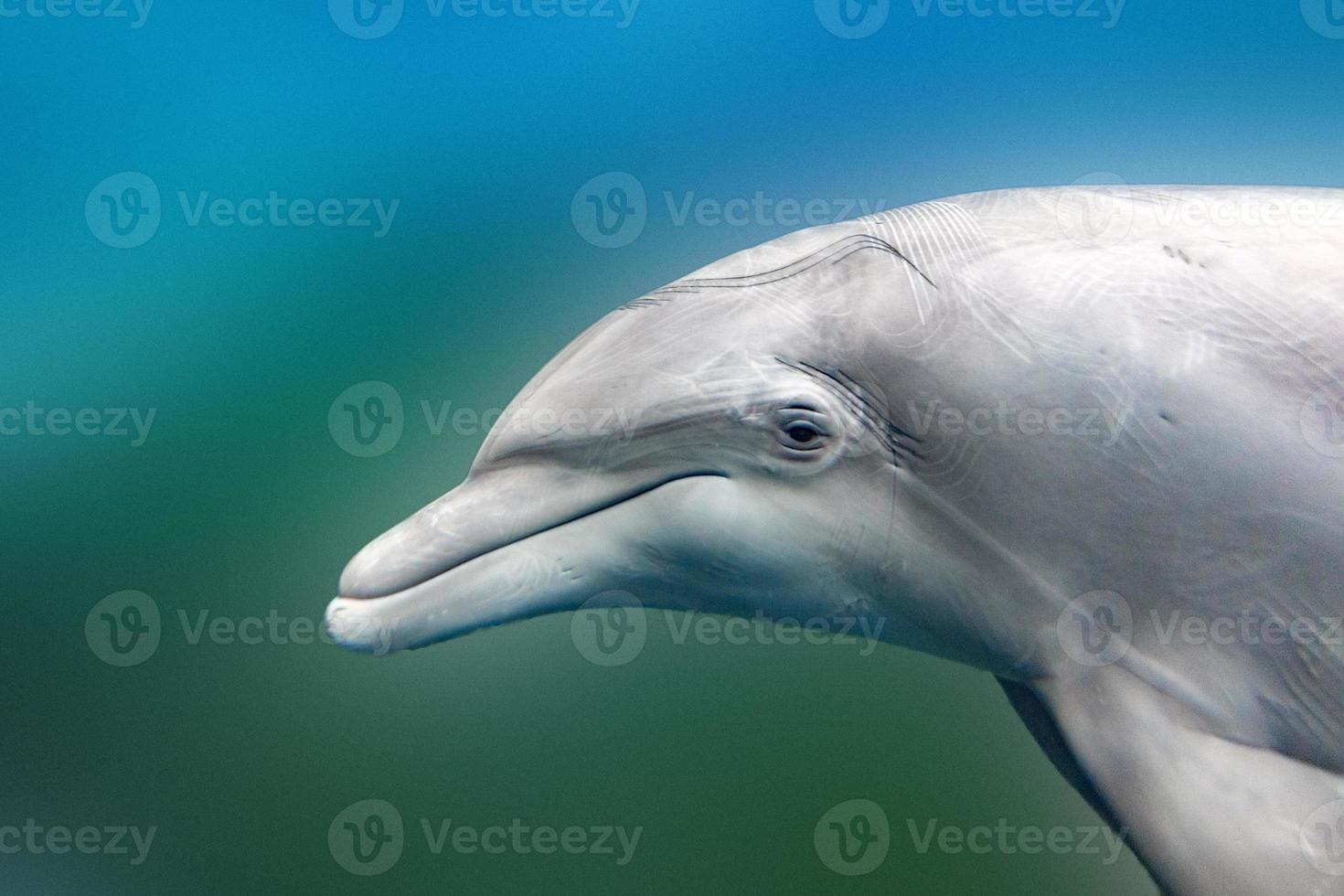 dolphin close up portrait detail while looking at you photo
