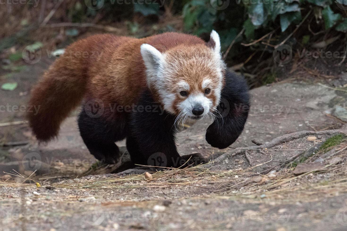 red panda close up portrait photo