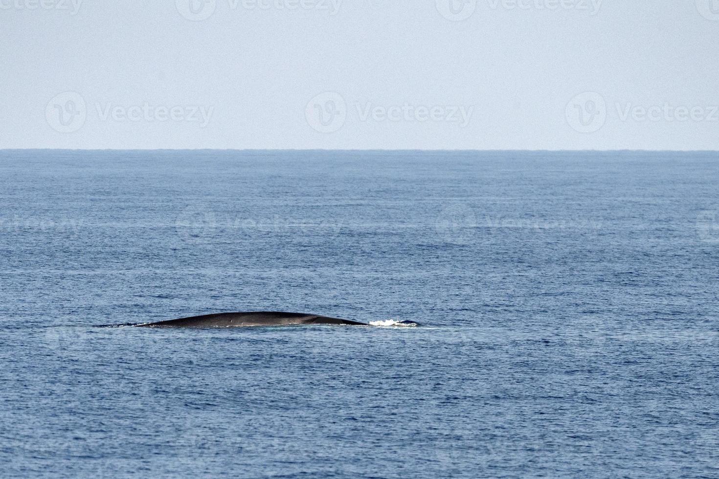 Fin whale damaged in ship collision propeller sign on body photo