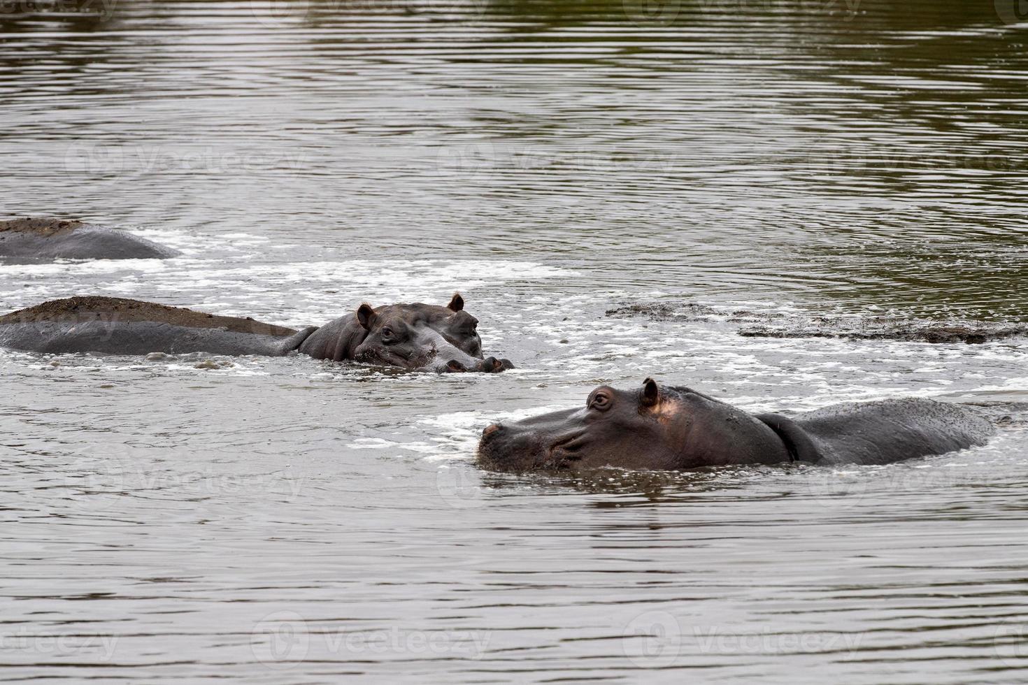 hipopótamos en el parque kruger sudáfrica foto