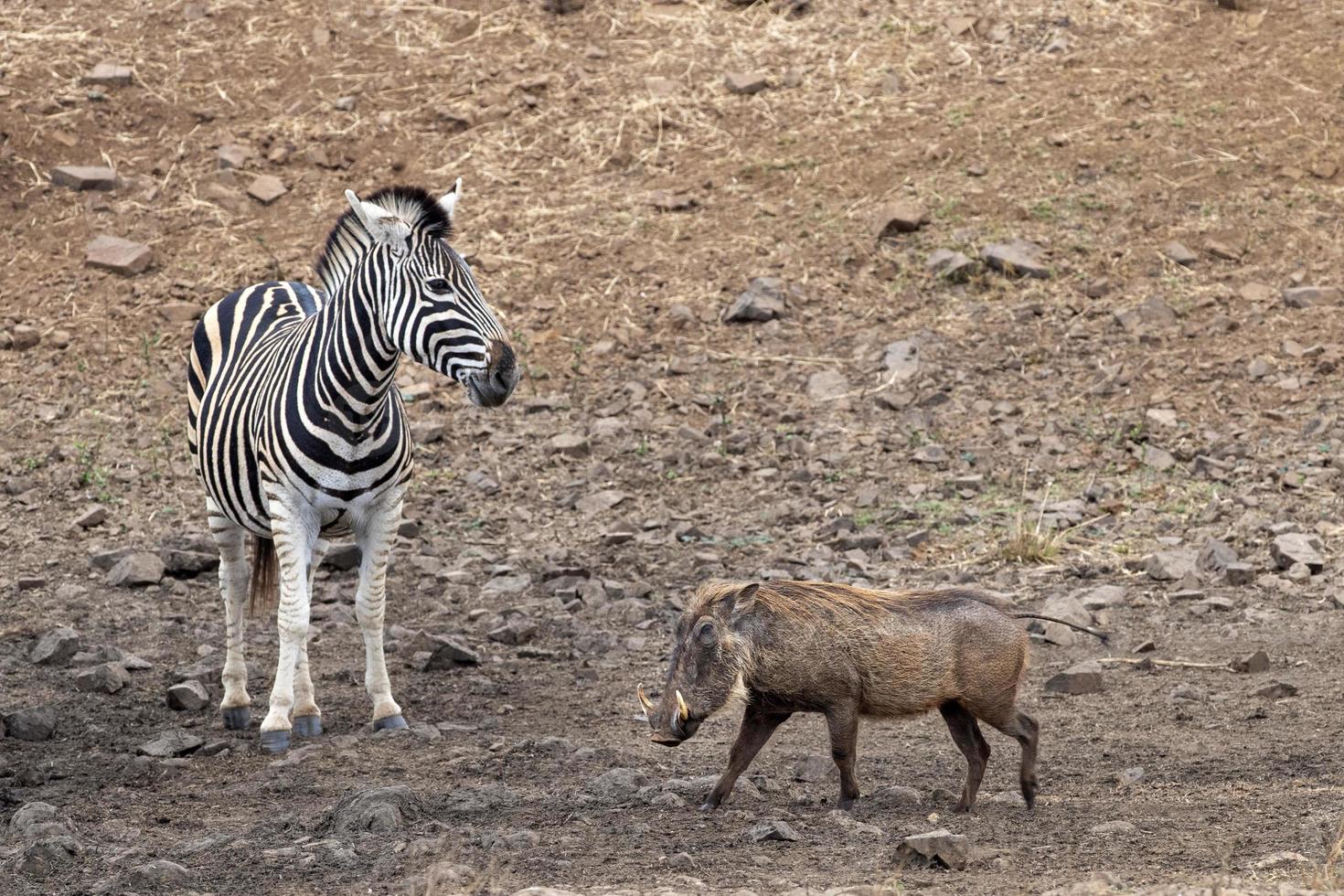 zebra and warthog at the pool in kruger park south africa photo