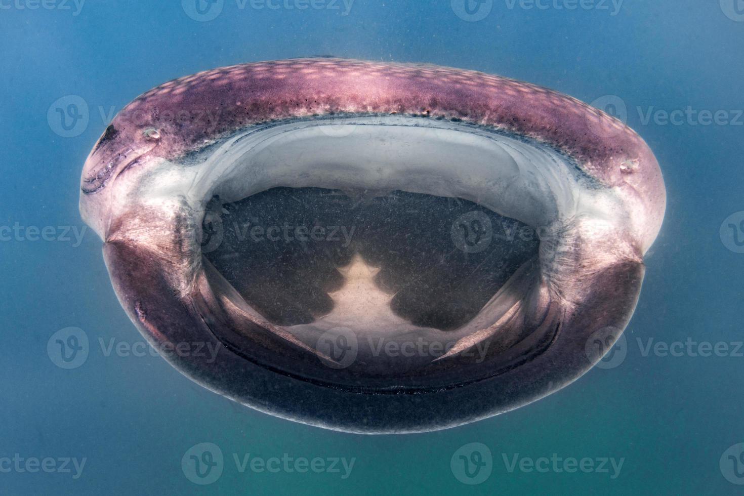 Whale Shark close up underwater portrait eating plancton 17236951 Stock