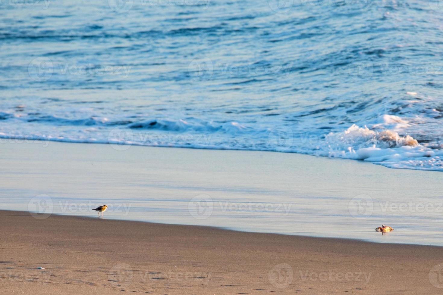 orange crab on pacific ocean sandy beach photo