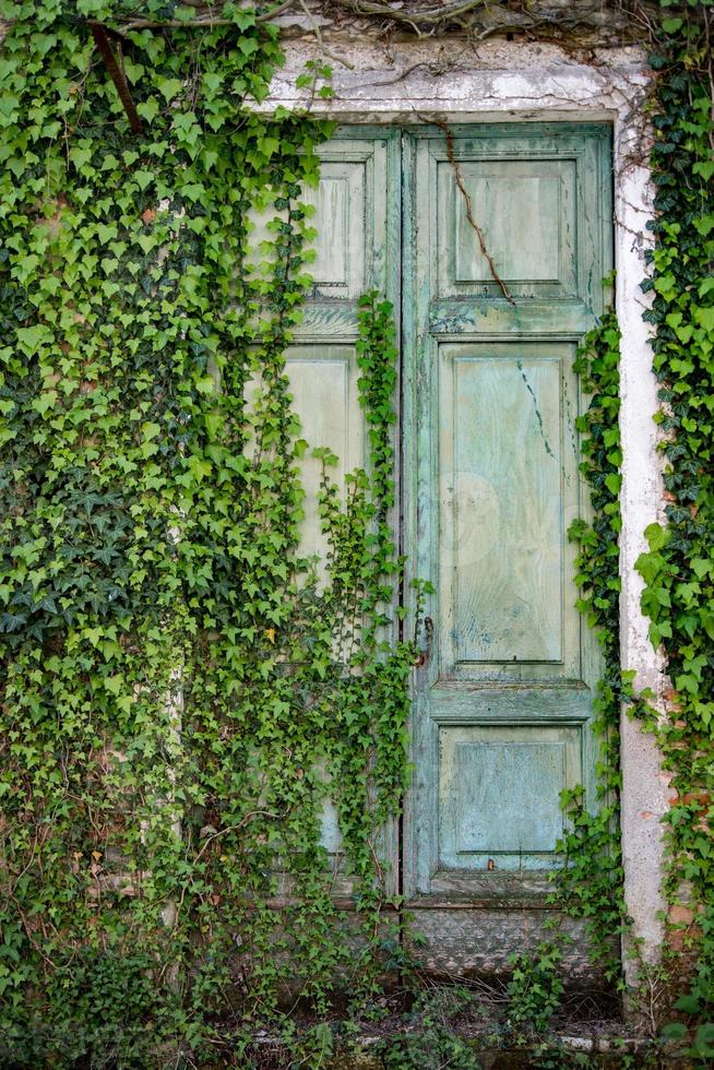 ivy covered old wooden door photo