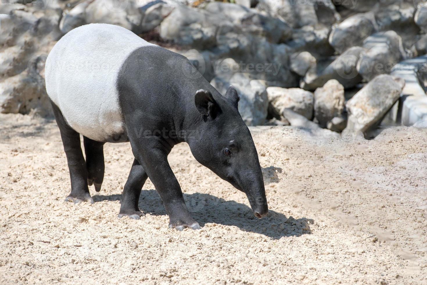 malayan tapir portrait coming to you photo