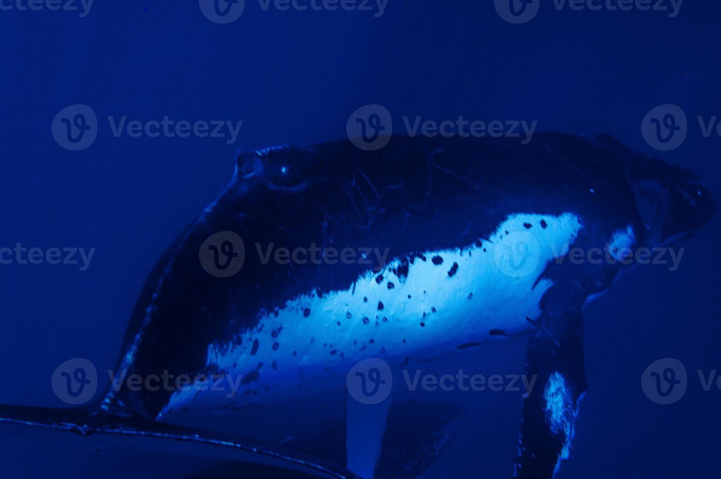 Humpback whales underwater going down in blue polynesian sea photo