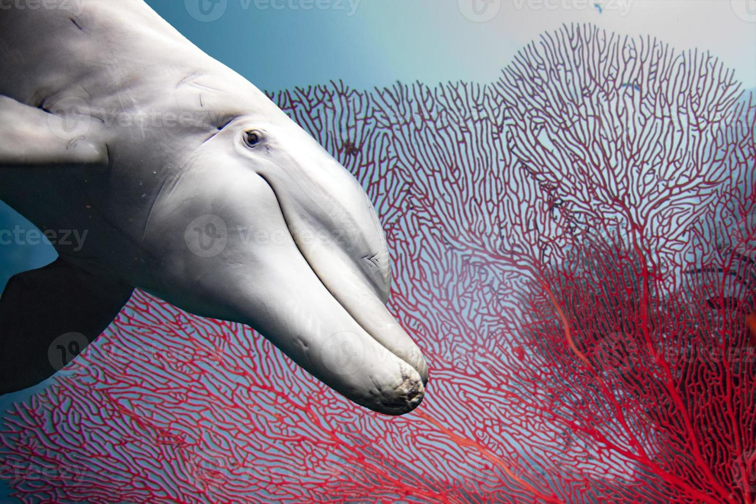 bottlenose dolphin underwater on reef red gorgonia close up look photo