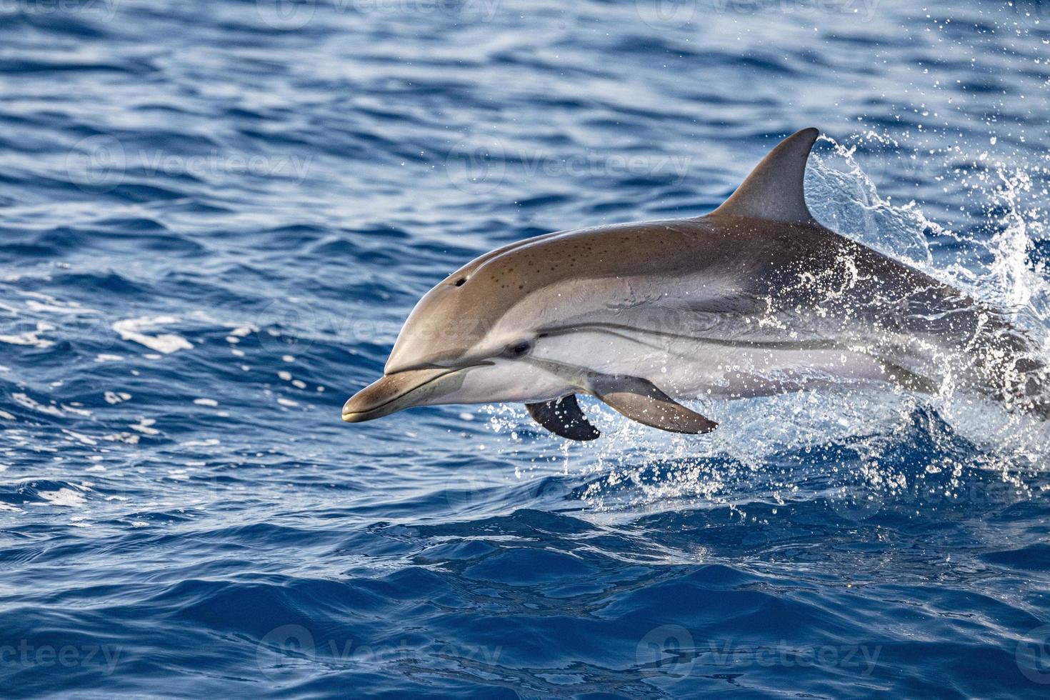 striped Dolphin while jumping in the deep blue sea photo