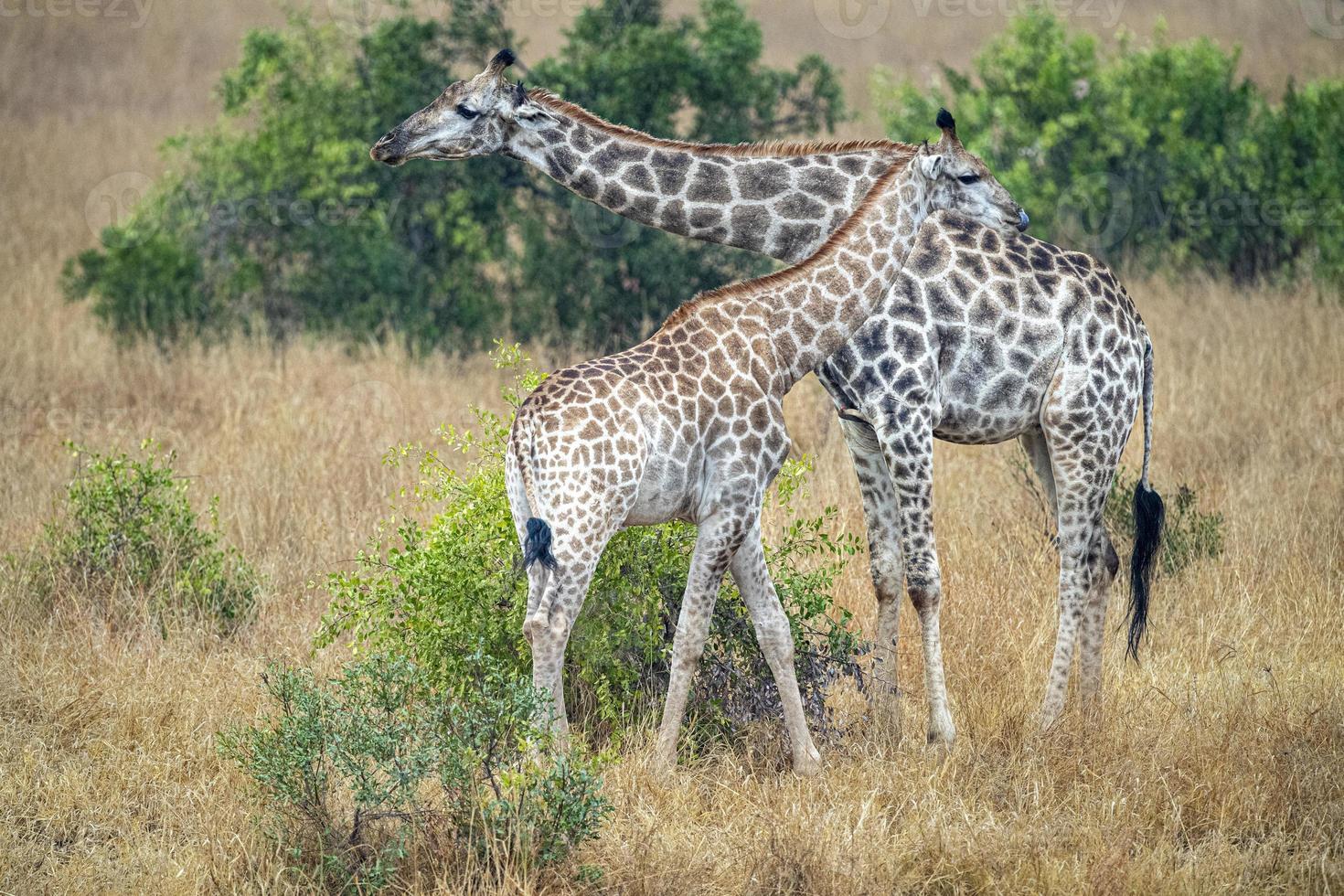 jirafa en el parque kruger sudáfrica foto