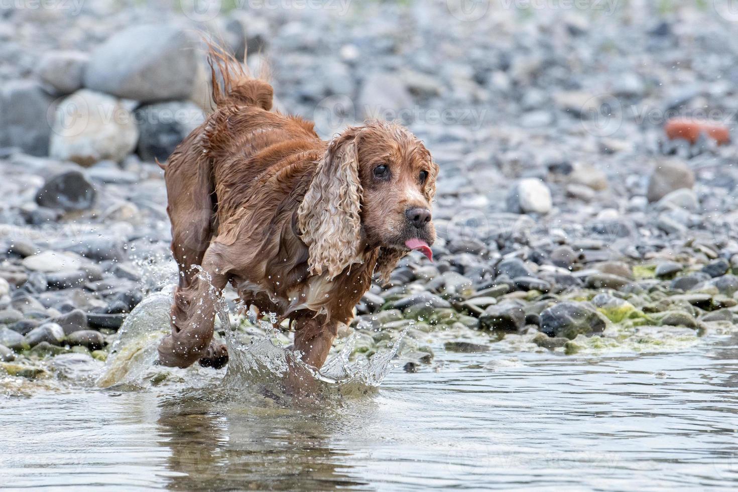 Puppy young dog English cocker spaniel while running in the water photo