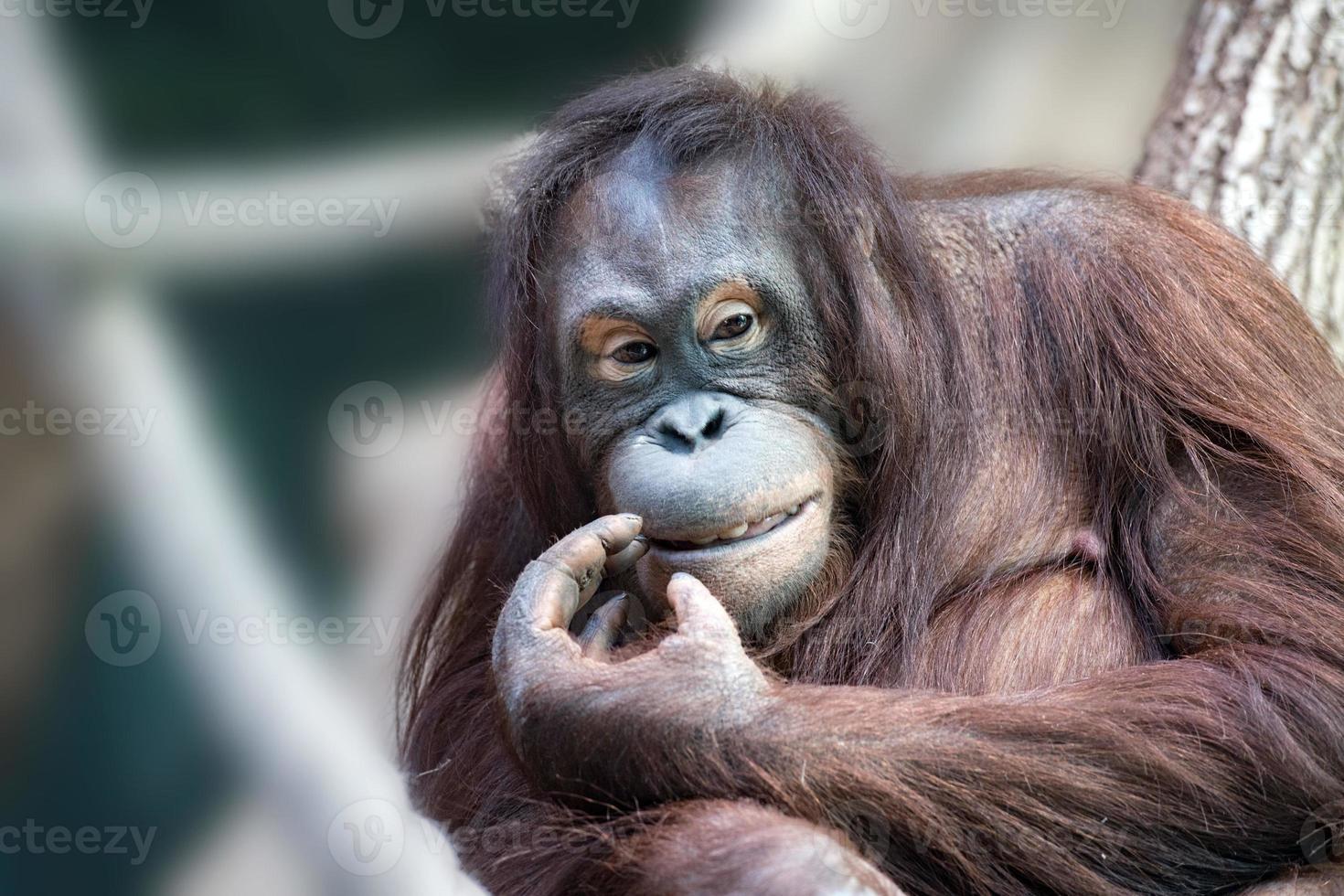 orangutan monkey close up portrait photo