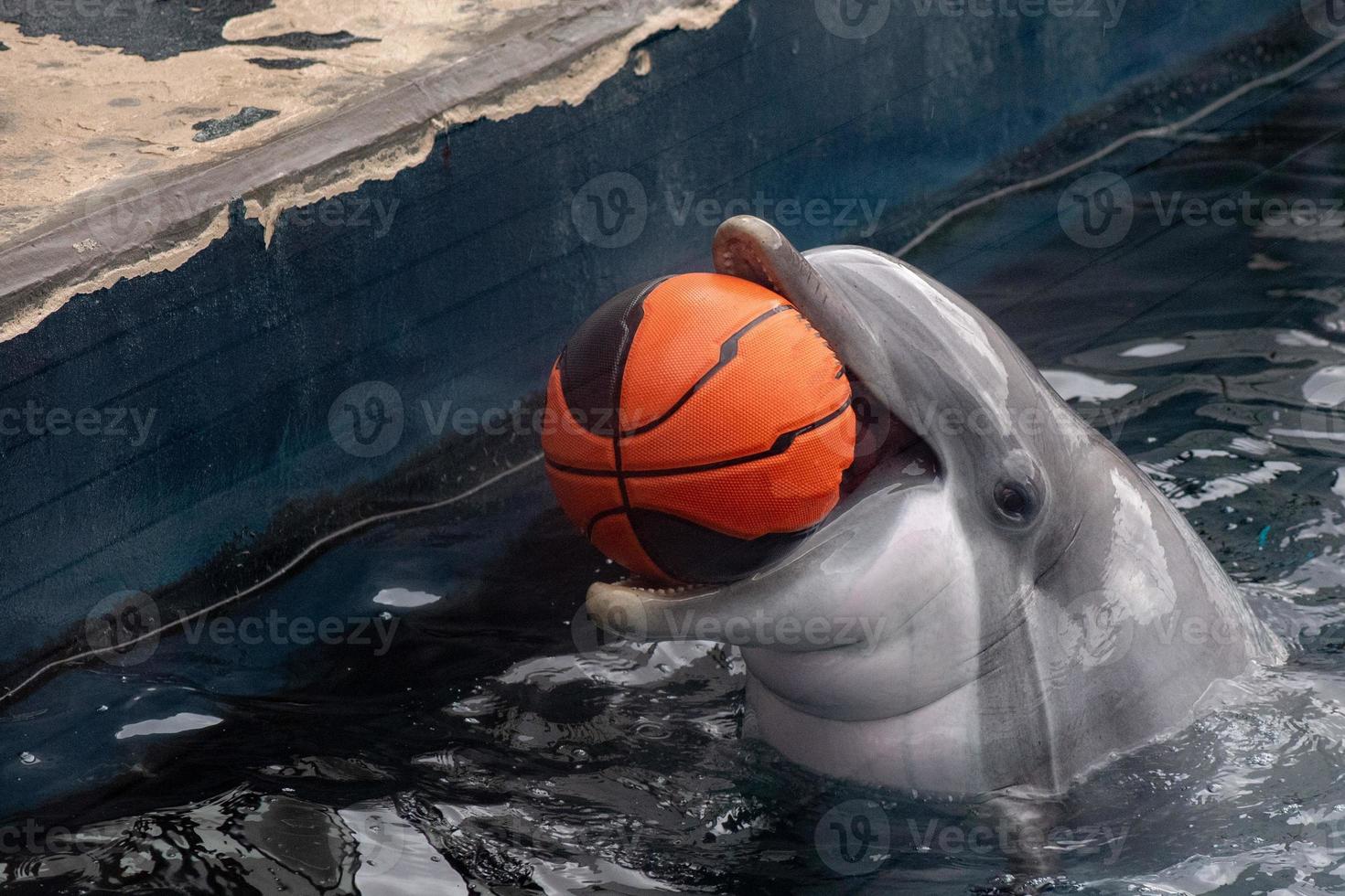 dolphin playing with ball photo