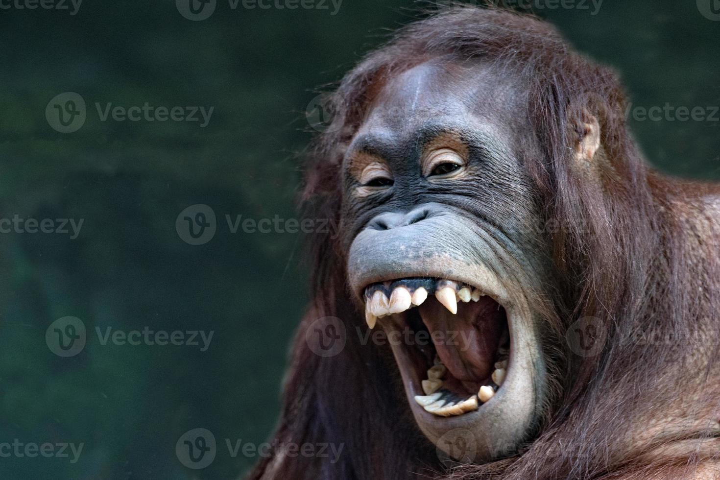 orangutan monkey close up portrait photo