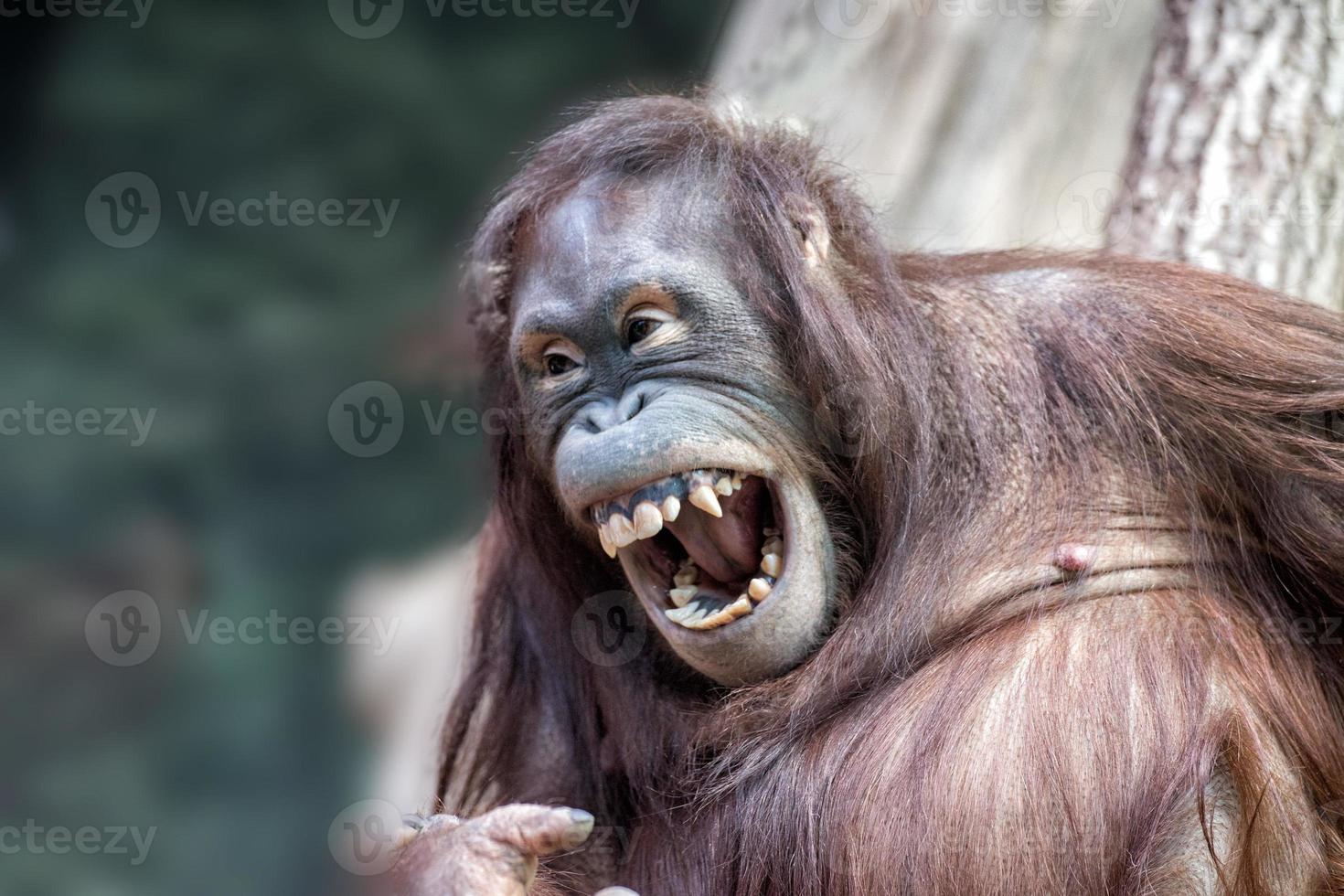 orangutan monkey close up portrait photo