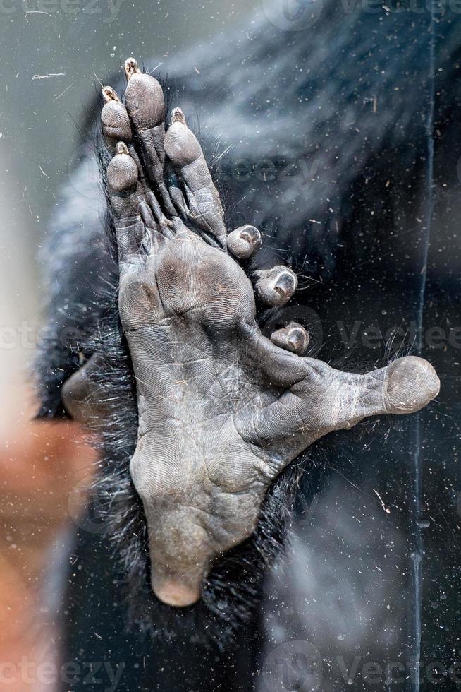 l'hoest's monkey foot detail on window photo