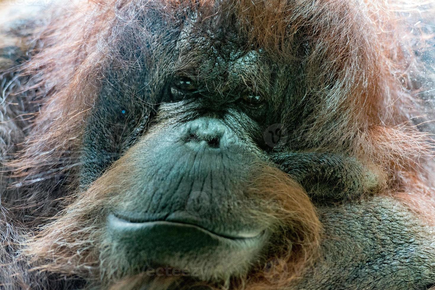 orangutan monkey close up portrait photo